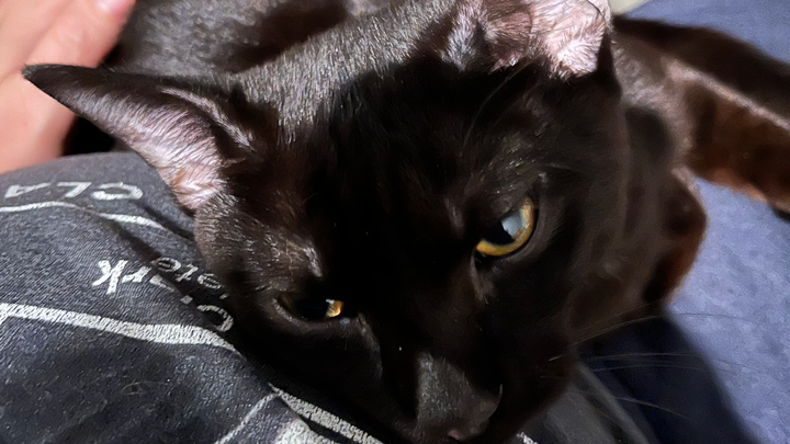 Support Vet Appointments for Rescued Cat campaign photo, 1 of 5