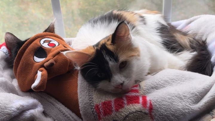 Help Hazel Fight Feline Infectious Peritonitis campaign photo, 1 of 8