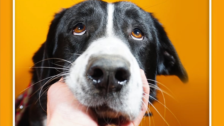 Raising funds for Adorra Dog Shelter campaign photo, 1 of 8