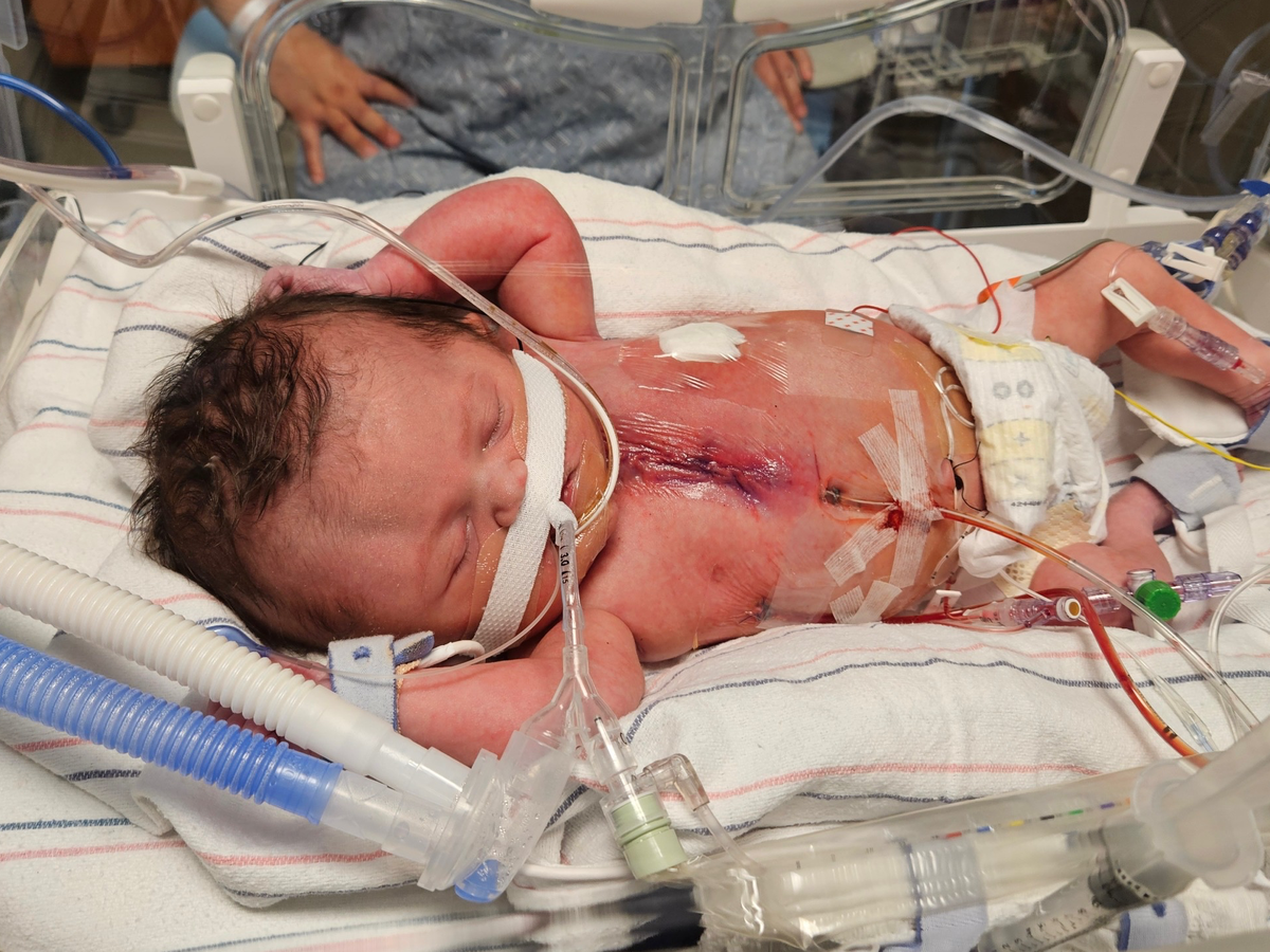 Help Support Koa's Healing Journey Today