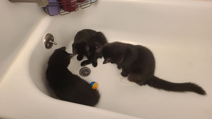 Keeping Me and My Cats Housed and Fed campaign photo, 1 of 8