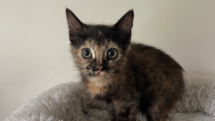 Help support my fosters campaign photo, 1 of 8