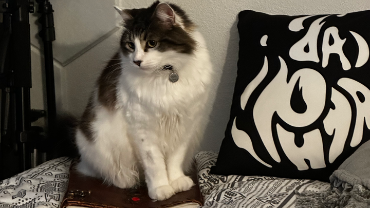 Support Lyric's Recovery and Enjoy Cat Songs! campaign photo, 1 of 8