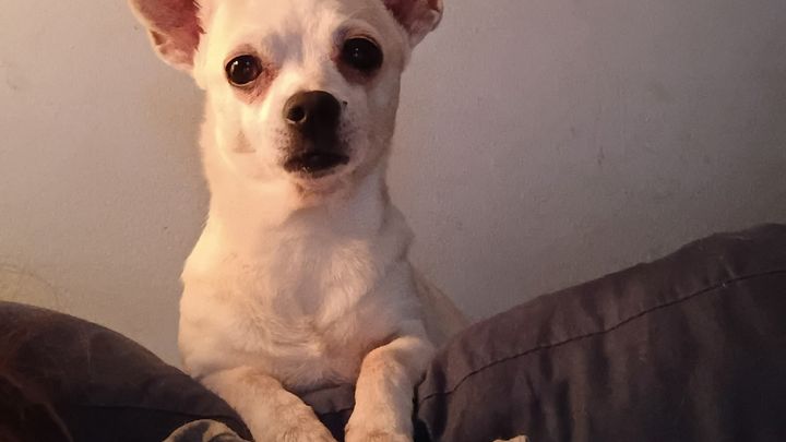 Help My Dog Recover After Leg Injury campaign photo, 1 of 8