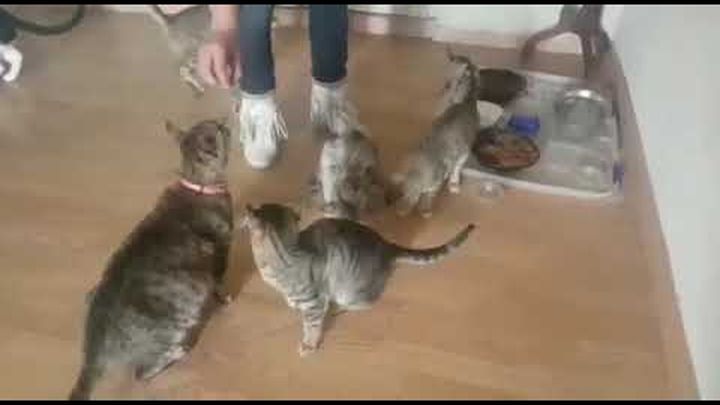 Ayuda a nuestra familia Gatuna "ResCATadoS" video thumbnail, 1 of 2