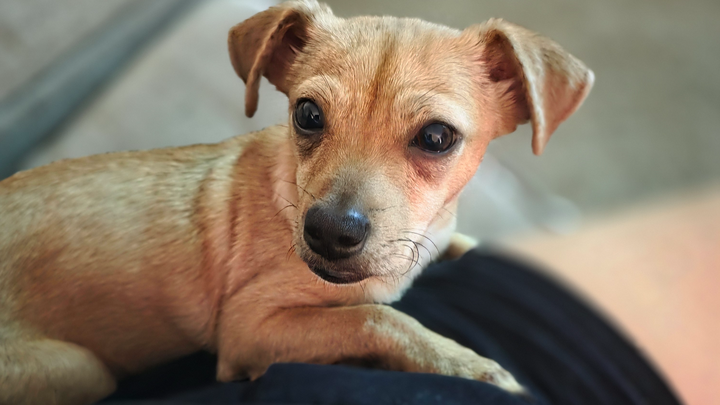 Urgent Surgery Needed for Bug's Broken Legs campaign photo, 1 of 4