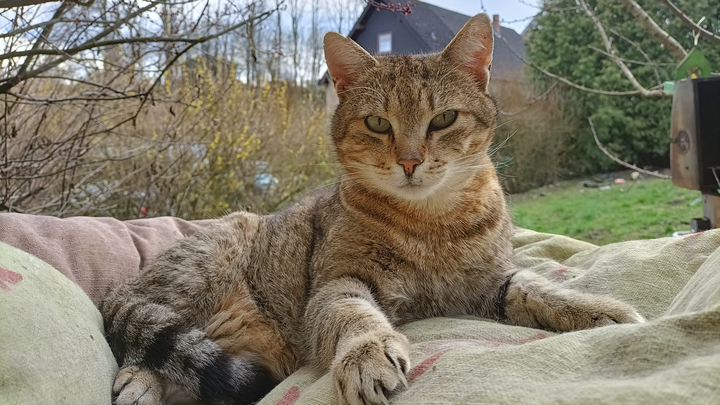 Bitte helft unserem Kater Bambi wieder gesund zu werden campaign photo, 1 of 3
