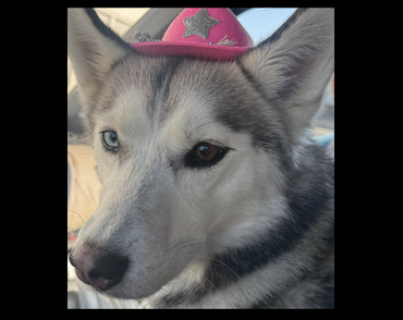 GoFundMe profile picture for @shy