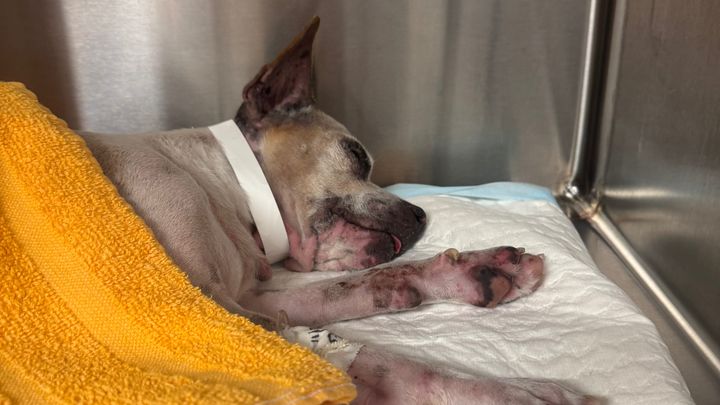 Help Puppers Heal After Accident campaign photo, 1 of 5