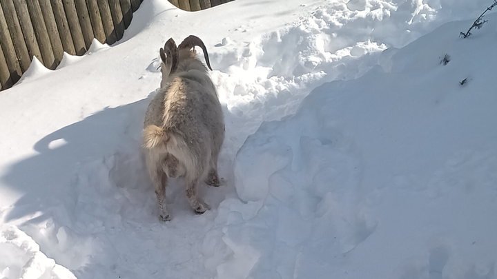 Help Donna Care for Rescued Billy Goats campaign photo, 1 of 7