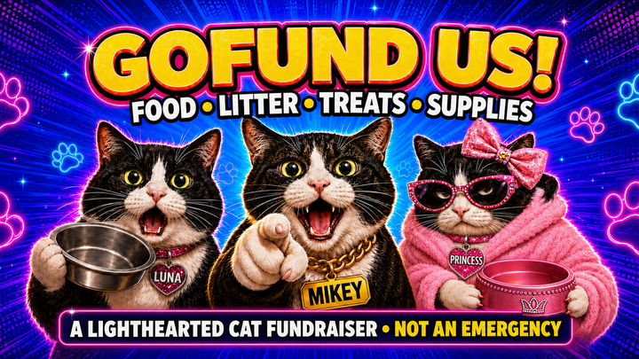 Support Luna, Mikey & Princess: Food, Litter & Supplies campaign photo, 1 of 6