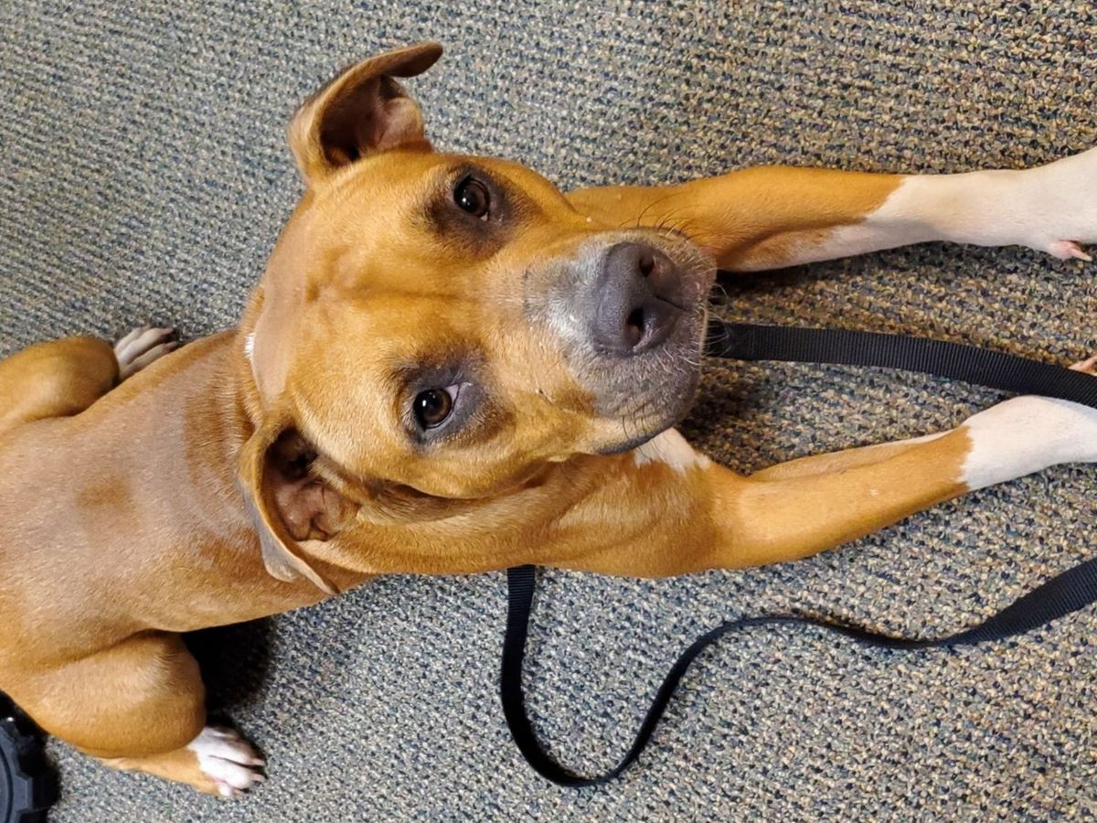 basenji rhodesian ridgeback mix