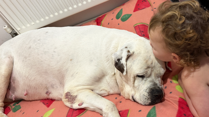 Emergency Medical Treatment bill for beautiful GiGi campaign photo, 1 of 6
