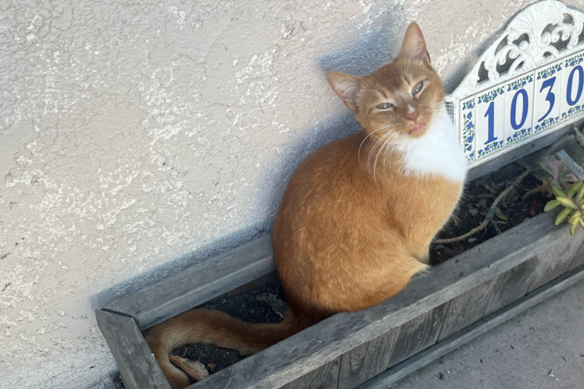 Fundraiser by Ana Berrelleza : Help a Stray Cat Get Life-Saving