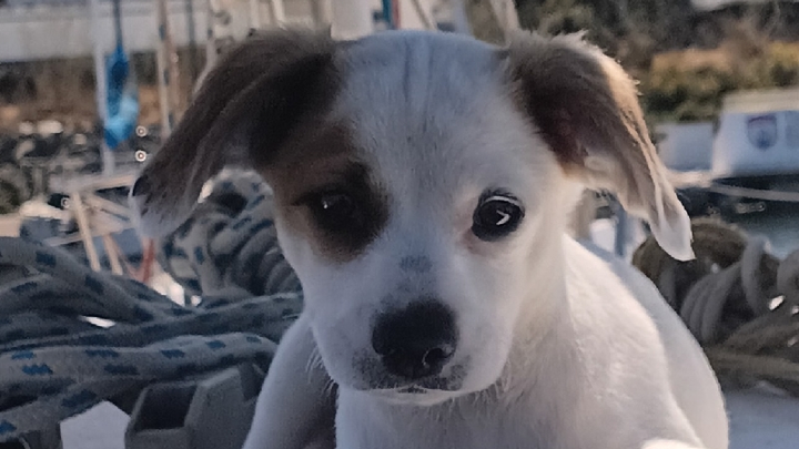 The Velcro Puppy Training Fund campaign photo, 1 of 7
