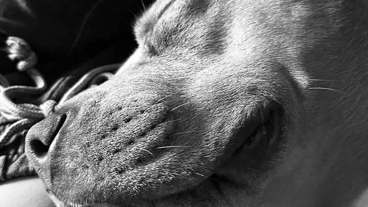 Help me and my support dog escape survival mode a safe home campaign photo, 1 of 3