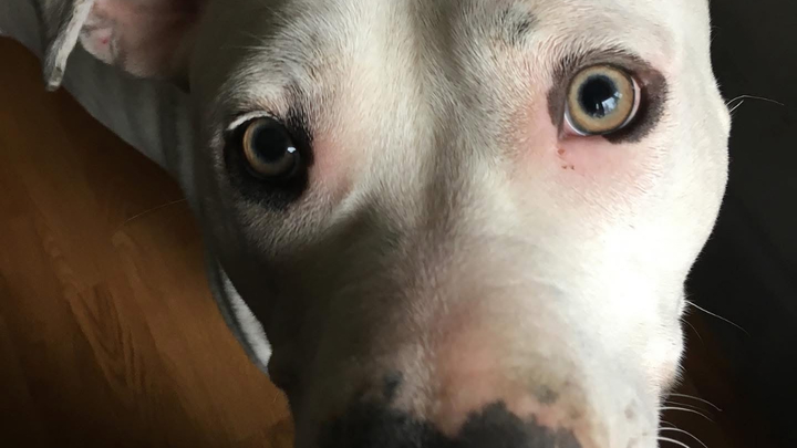 Help family pay for pet cremation costs campaign photo, 1 of 2