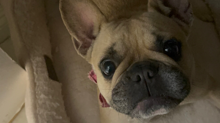 Help Princess Get Life-Saving Surgery campaign photo, 1 of 7