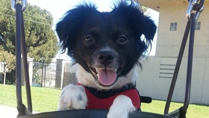 Emergency Fund To Help Poco Rest Easy campaign photo, 1 of 8