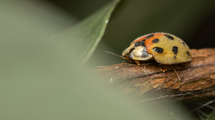 Ayúdame a descubrir nuevas especies de insectos campaign photo, 1 of 8