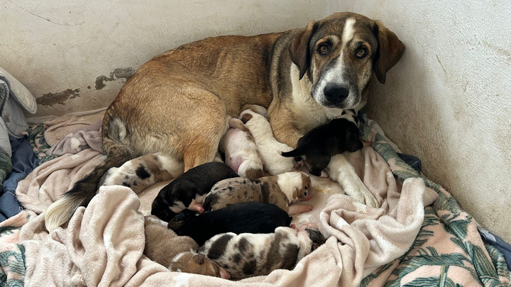 Help abandoned Honey and 10 puppies campaign photo, 1 of 5