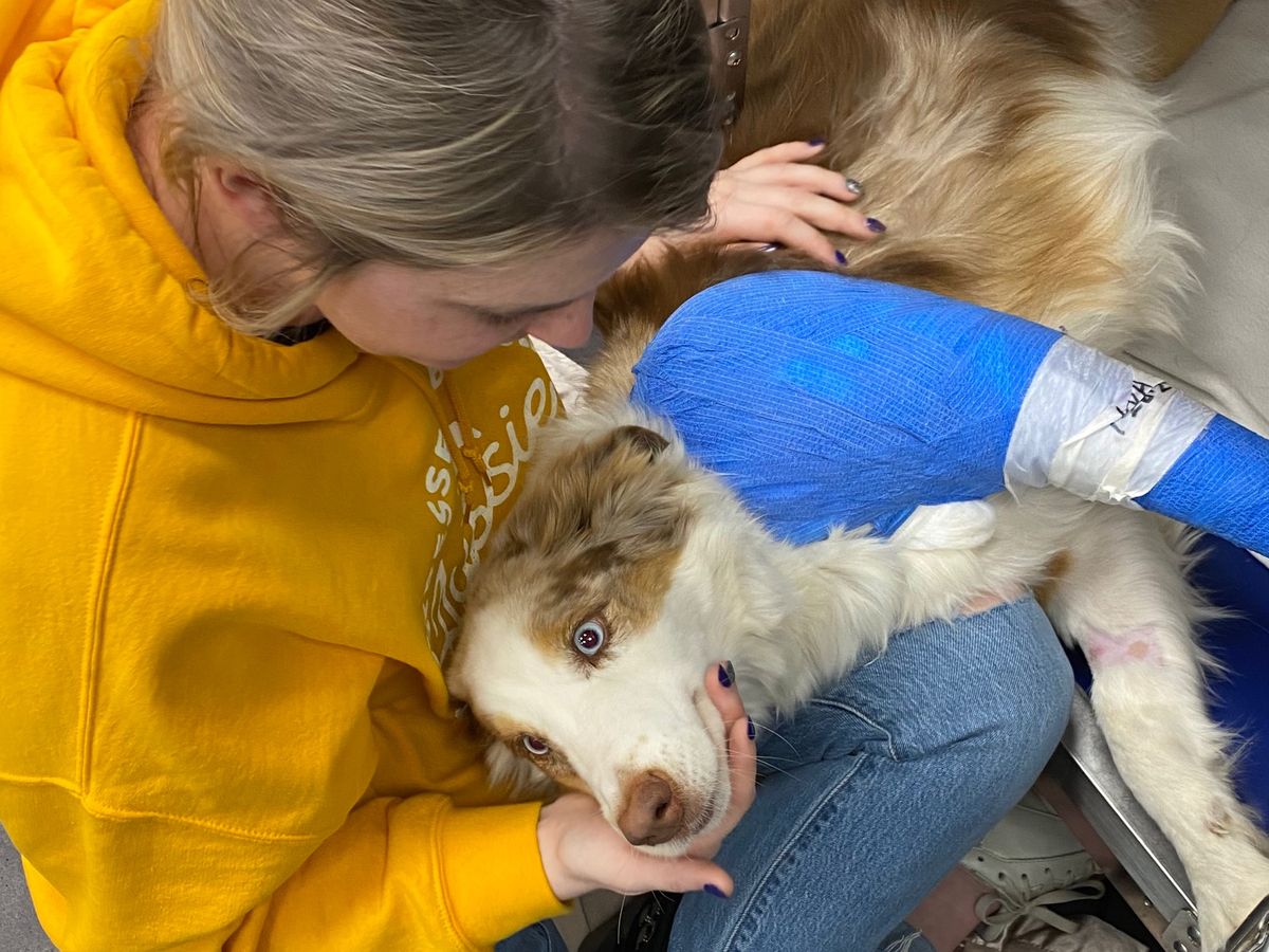 Katie Roo Fundraiser for Breanna Wright by Katie Bates : Riley Roo’s Surgery