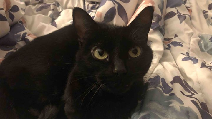 Save Pandora: Urgent Eye Cancer Surgery campaign photo, 1 of 8