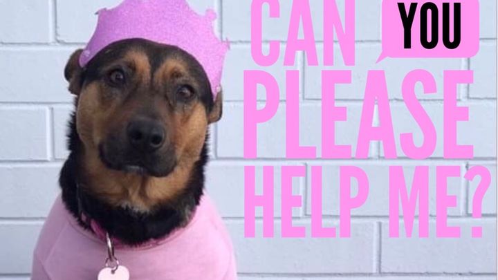 Rescue Dog Needs Help campaign photo, 1 of 2
