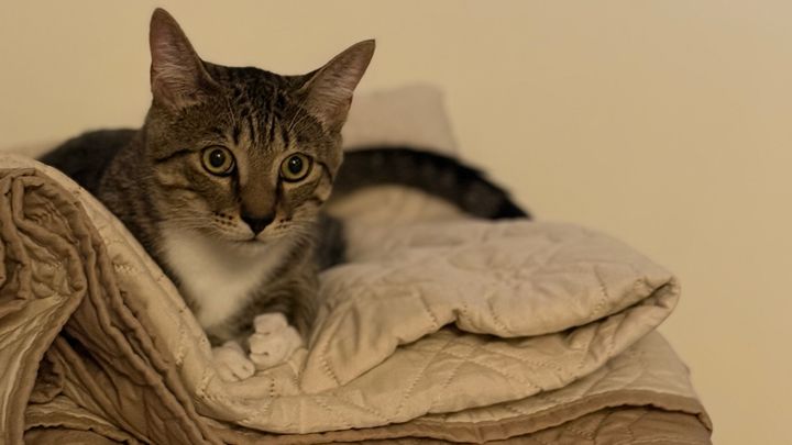 Support Gooby’s Echocardiogram and Heart Treatment campaign photo, 1 of 8
