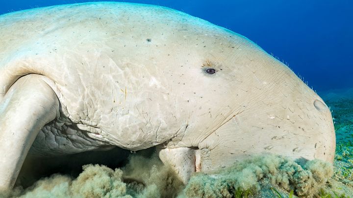 Gemeinsam die letzten Dugongs im Roten Meer schützen campaign photo, 1 of 6