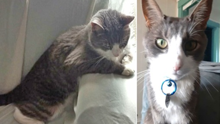 Urgent Help for Dilly's Cremation Costs campaign photo, 1 of 3