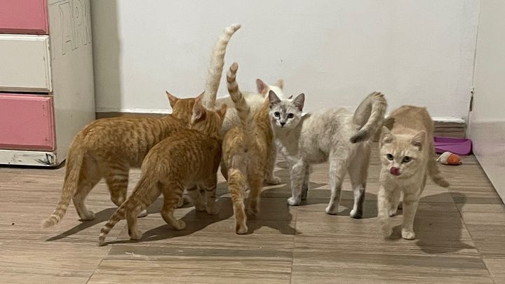 Foto de la recaudación de fondos Ayuda a nuestros michis a salvar su hogar!, 1 de 8