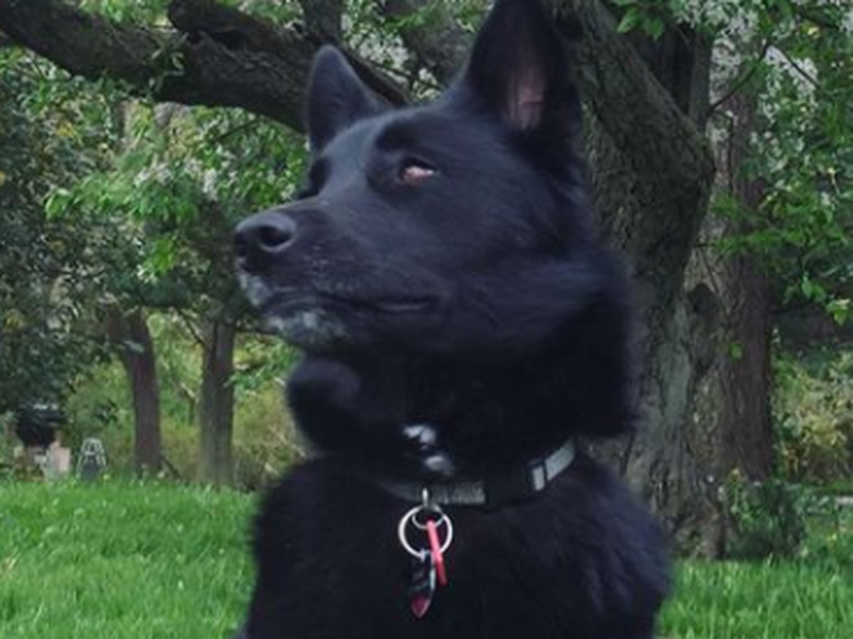 Fundraiser by Shersten S : Help Shae get ACL Surgery