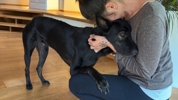 Bitte rette das Leben von unserem jungen Hund «Sol»! campaign photo, 1 of 6