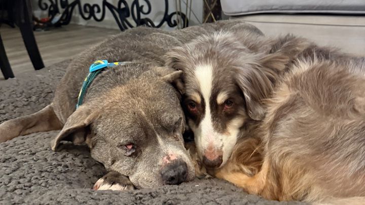 Help Restore Our Senior Dog Sanctuary After Flood campaign photo, 1 of 7