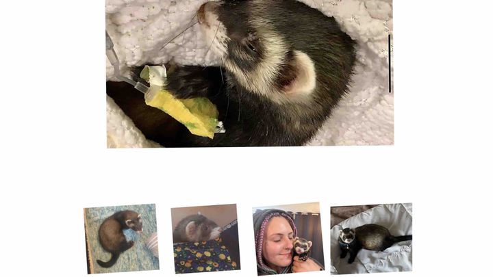 Help save baby stitch’s life campaign photo, 1 of 3