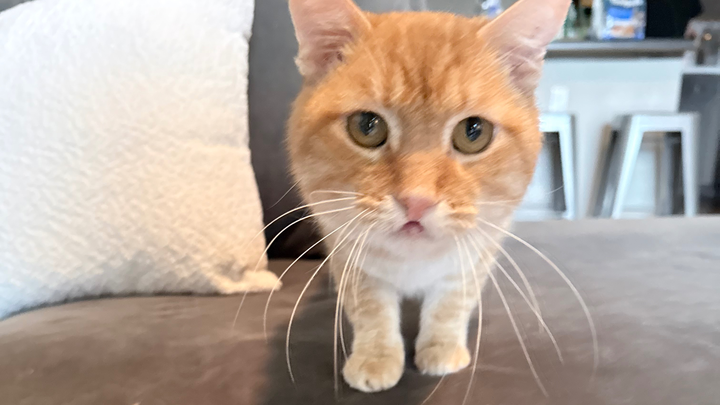 Help Shrimp Get His Life-Changing Surgery campaign photo, 1 of 8