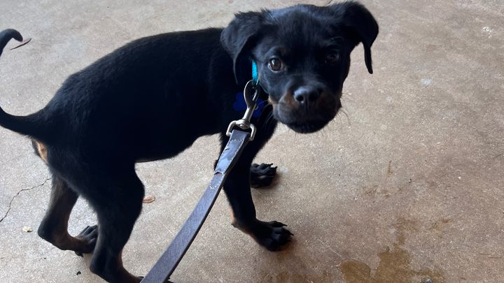 Support Jaxson's Urgent Hip & Knee Surgeries campaign photo, 1 of 7