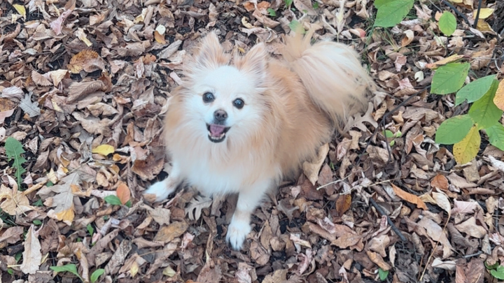 Coco’s Eye Fund campaign photo, 1 of 3