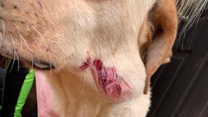 Main fundraiser photo