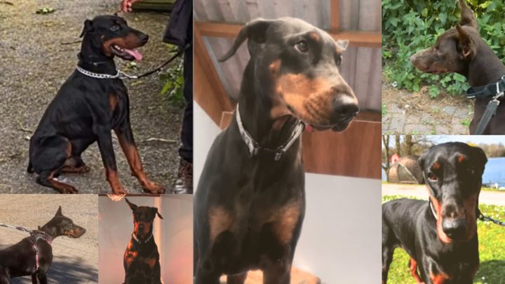 Help Save Rescue Dogs From Being Euthanised campaign photo, 1 of 6