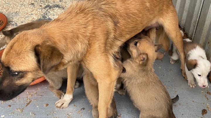 Help 300 Rescued Dogs and Cats Survive Winter campaign photo, 1 of 8