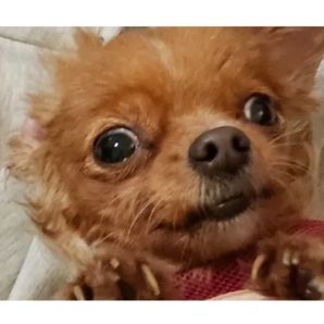 Penny’s Rescue And Healing