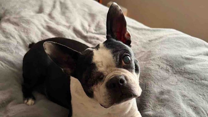 Support Sophie’s Eye Surgery and Recovery campaign photo, 1 of 7