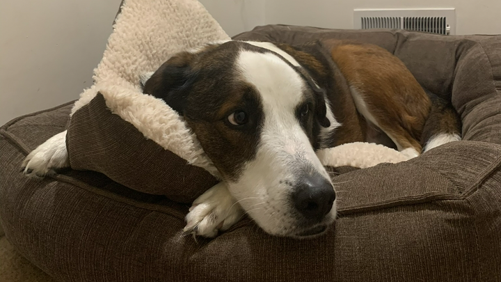 Wedgie’s Emergency Surgery Costs campaign photo, 1 of 7