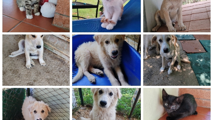 Raccolta fondi per cibo e spese veterinarie. campaign photo, 1 of 3