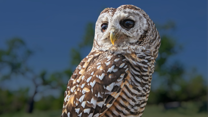 Chaco Owl Conservation campaign photo, 1 of 3