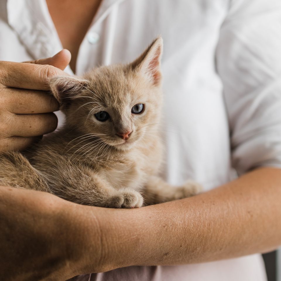 Join Us in Supporting Currin Foundation's Animal Mission
