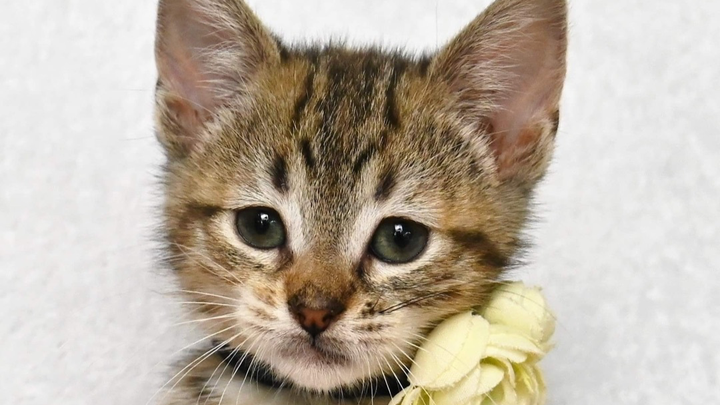 Help My Dad's Best Friend, His beloved Cat campaign photo, 1 of 7
