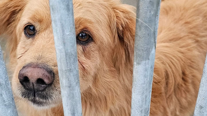 From Shelter to Home: Help Stasiu Start a New Life campaign photo, 1 of 5